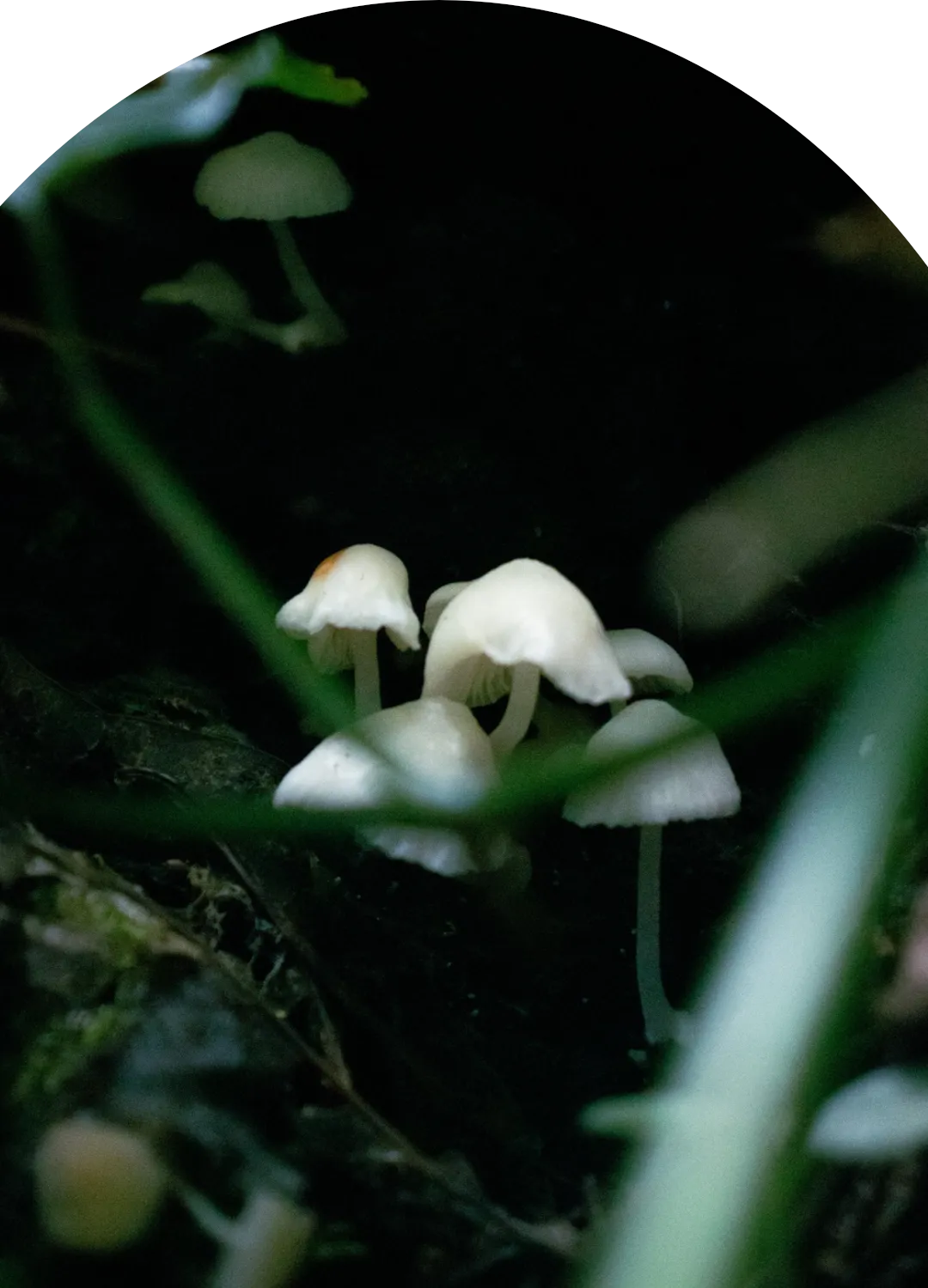 Mushrooms by Hanns Guzmán
