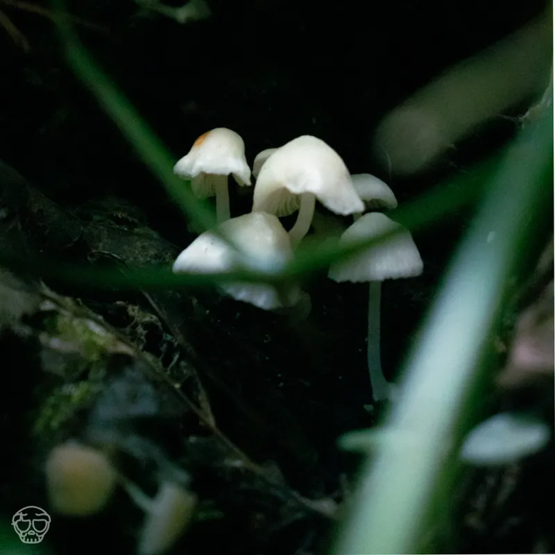 Galeria de Naturaleza